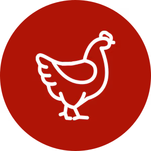 Aves